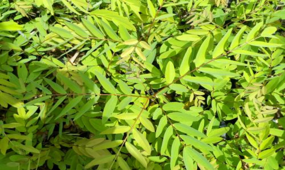 Acacia sénégal, l’arbre qui soigne la diarrhée