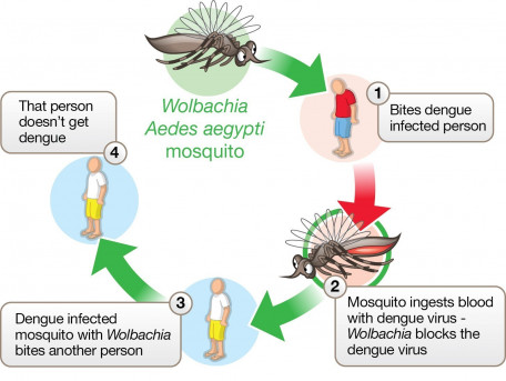 Wolbachia : Une bactérie pour lutter contre la dengue